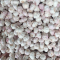 New Crop Natural Fresh White Garlic Price